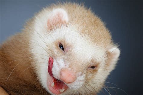 Ferret Teeth Stock Photos, Pictures & Royalty-Free Images - iStock