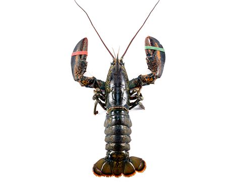 2 lb. Fresh Live Maine Lobster | Lobsters Online: Owned & Operated by ...