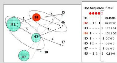 Haplotype classification and association trend mapping (Example) | Download Scientific Diagram