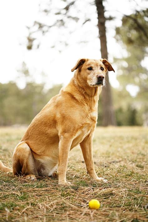 Golden Retriever Dog with Ball Stock Photo - Image of ball, older: 14179164