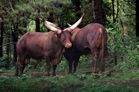 Ankole Watusi Cows: Breed Profile, History, Behavior and More