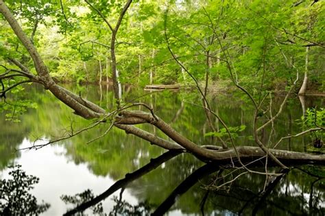 Nags Head Woods Preserve photo spot, Kill Devil Hills