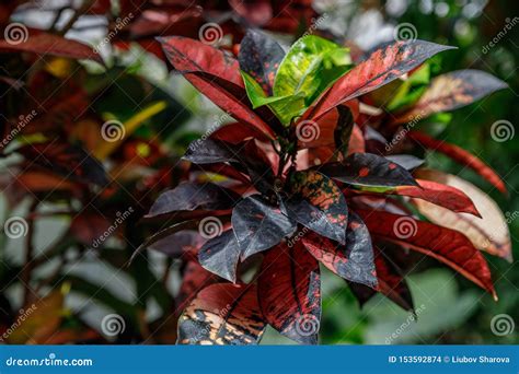 Codiaeum Variegatum. an Outstanding Colorful, Multicolor and Shapes of Leaves Textures ...