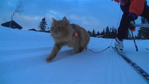 Cutest Cat Goes on Ski Adventure