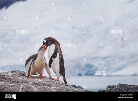 Cute baby penguin snow hi-res stock photography and images - Alamy