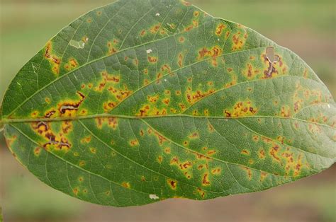 Foliar Diseases of Soybeans | Oklahoma State University