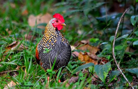 Grey Junglefowl | BirdForum