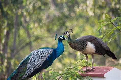 Peacock And Peahen · Free Stock Photo