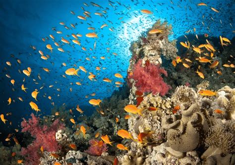 Red Sea's coral reefs face existential threat from overfishing - Egypt Independent