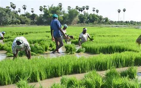 Protected Special Agricultural Zone in Tamil Nadu: Farmers’ Interest or ...