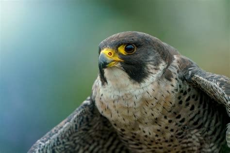 Close up of Shaheen Falcon · Free Stock Photo