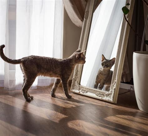 Do Cats Recognize Themselves In The Mirror? - Cats.com