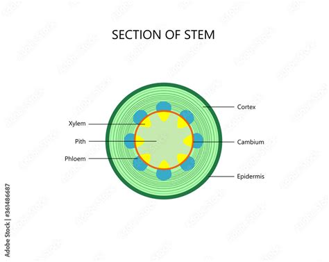 Cross Section Of Stem