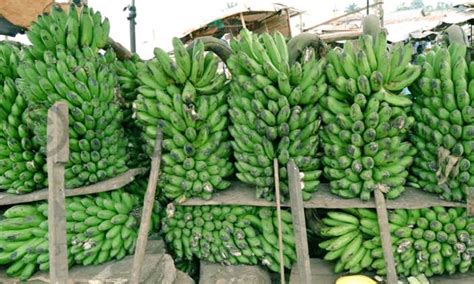 Thread by @SeruyaFarm: BANANA FARMING A THREAD Banana farming is a lucrative venture that anyone ...