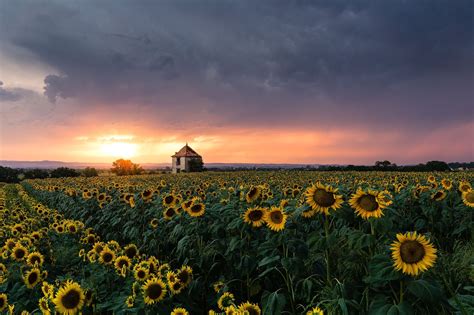 Sunflower HD Field Wallpaper, HD Nature 4K Wallpapers, Images and ...