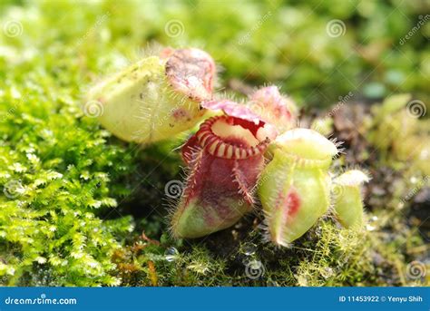 Carnivorous pitcher plant stock photo. Image of pitcher - 11453922