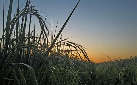 Cornfield Wallpapers, Pictures, Images