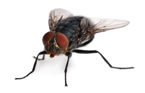 Musca domestica (House fly)