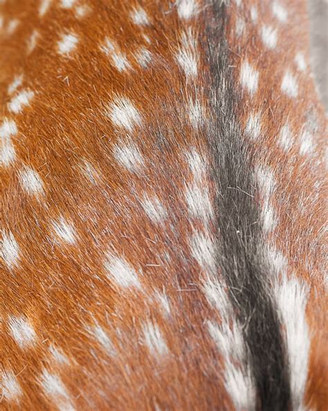 791 Texture Deer Fur Photos - Free & Royalty-Free Stock Photos from ...