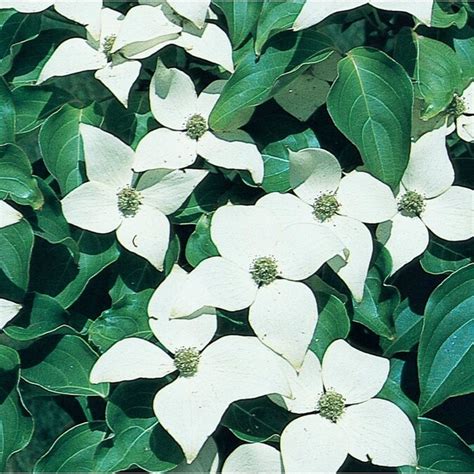 5.5-Gallon White Chinese Dogwood Flowering Tree in Pot (L3472) in the Trees department at Lowes.com