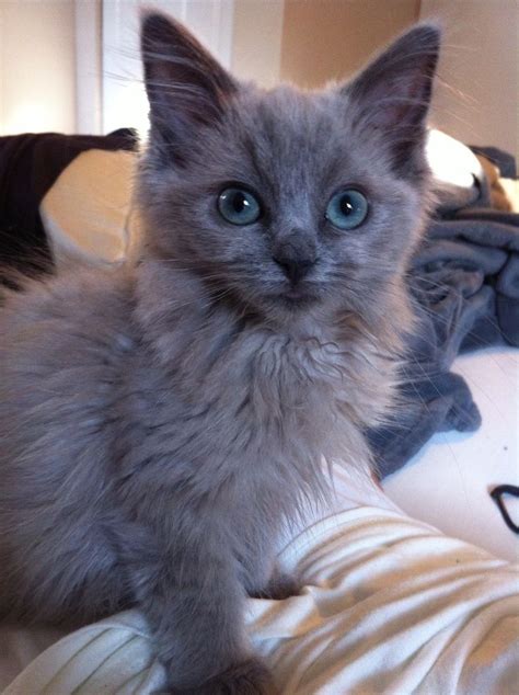 blue mink ragdoll - Google Search | Ragdoll, Ragdoll kitten, Cute cats