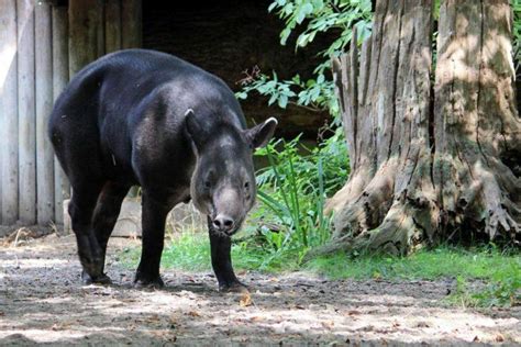 18 Wild Animals in El Salvador [Wildlife in El Salvador] - Kevmrc