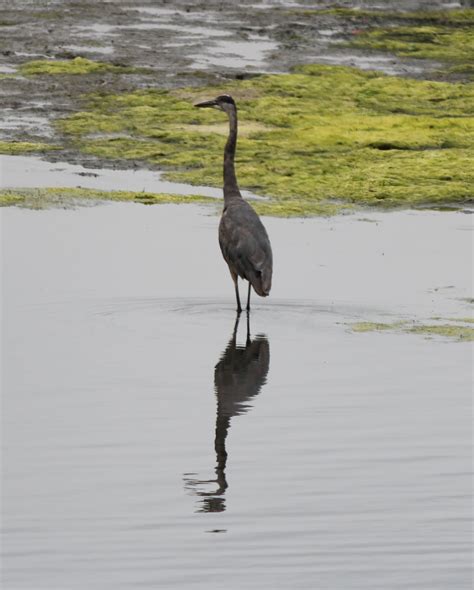 Little Bits Pics: Elkhorn Slough National Estuarine Research Reserve ...