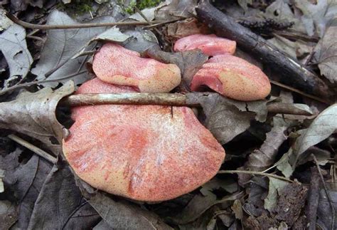 Weird and Wonderful Wild Mushrooms: Busting the “No Known Poisonous ...