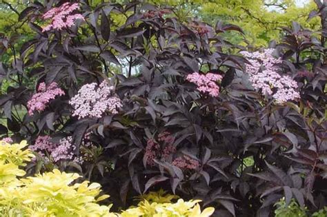 Sambucus nigra Black Beauty® (Elderberry)