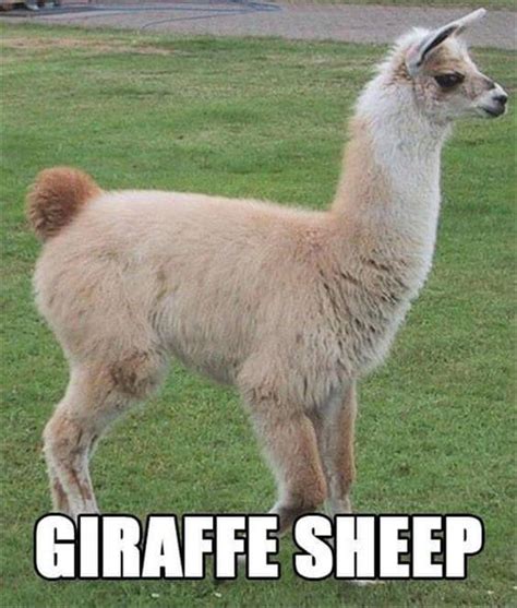 38 Alpaca Memes That Will Either Be The Funniest Or Weirdest Thing You ...