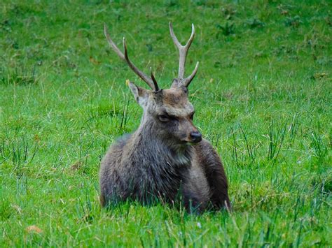 Angry Deer Photograph by Felikss Veilands