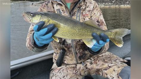 Walleye found in Lake Lowell and Lake Cascade | ktvb.com