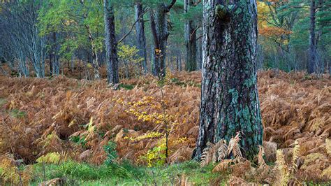 Scots Pine (Pinus sylvestris) - British Trees - Woodland Trust