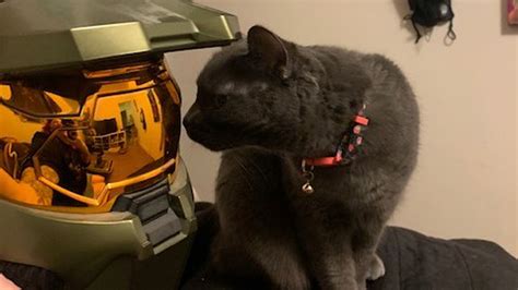 Halo 3 Legendary Edition helmet was so small only a few cats wore it - Polygon