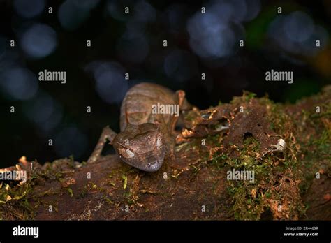 Satanic leaf-tailed gecko, Uroplatus phantasticus, lizard from Ranomafana National Park ...