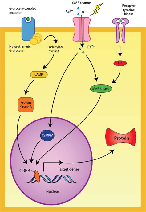 File:CREB cAMP neuron pathway png.png - Wikimedia Commons