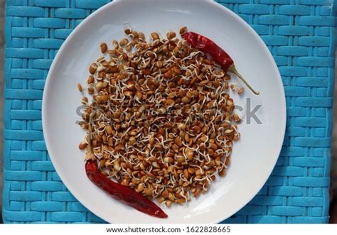 Horse Gram Sprouts Macrotyloma Uniflorum Germinated Stock Photo ...