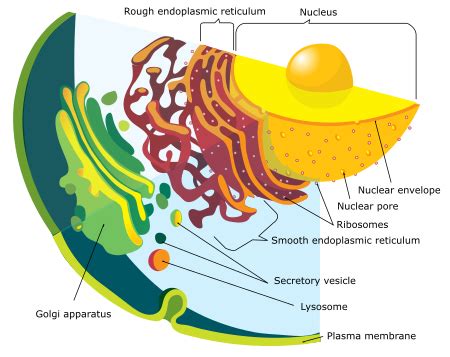 Nuclear Envelope | Structure, Function & Diseases - Lesson | Study.com