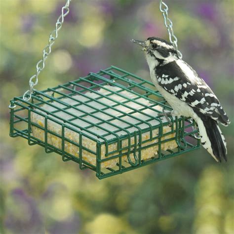 Suet Feeders - Backyard Bird Centre