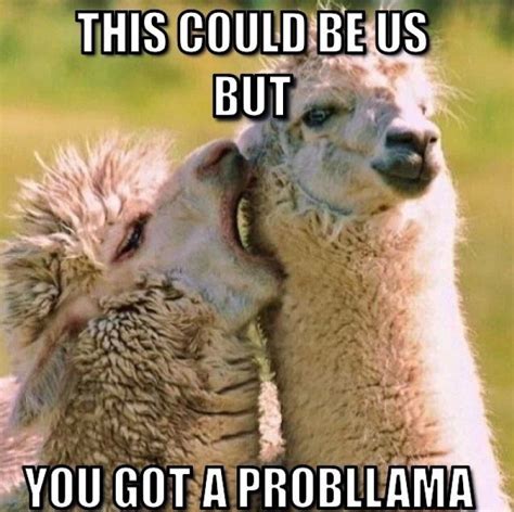 10+ Hilarious Llama Memes That’ll Make Your Day! - Lovely Animals World | Funny llama pictures ...