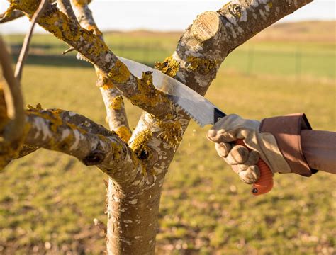 How To Prune Apple Trees In Winter - Backyard Boss