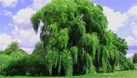 Willow Tree – Meaning and Symbolism