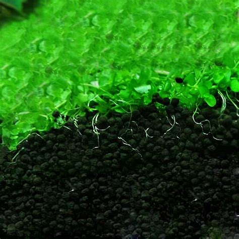 Sand Aquarium Fertilizer Aquarium Substrate Aquatic Float Grass Clay ...