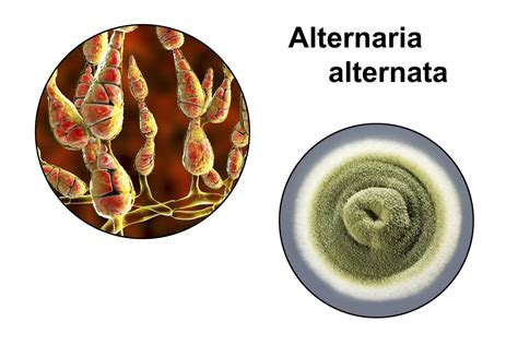 Different Types Of Mold You Can Find In Your House