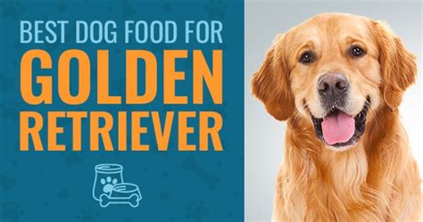 What Is The Best Dog Food For Golden Retrievers in 2021? - Animalso