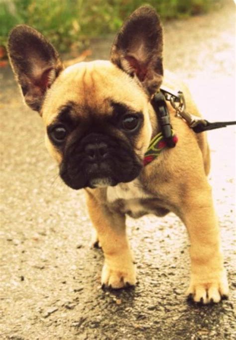 Frenchie Pug Puppies