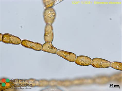 Ectocarpus siliculosus