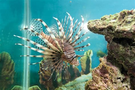 Maurice's Photos/aquarium/Pterois volitans (lionfish), Aquarium 1