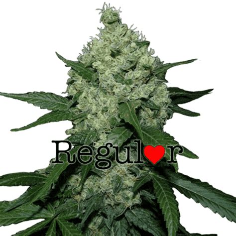 Super Skunk Regular Cannabis Seeds | Marijuana Seed For Sale