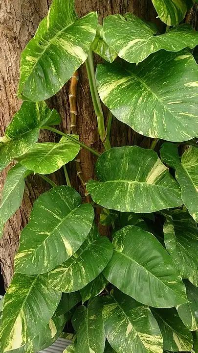 Neon Pothos Propagation, Care, Benefits, and Problems